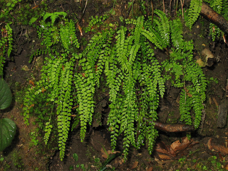 Изображение особи Asplenium viride.