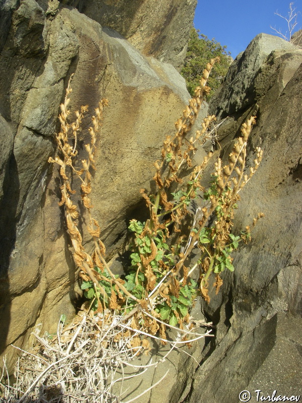 Изображение особи Hyoscyamus albus.