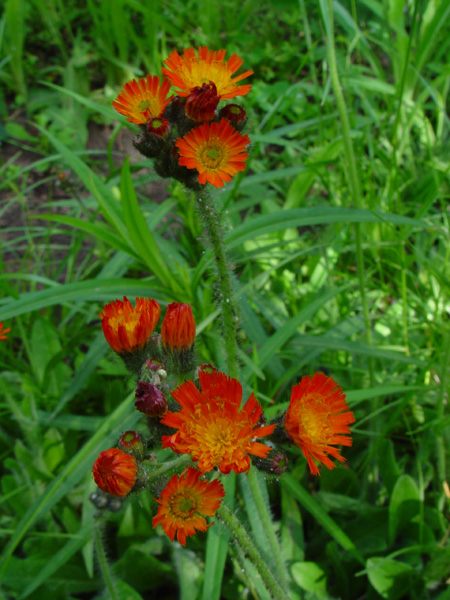 Image of Pilosella aurantiaca specimen.