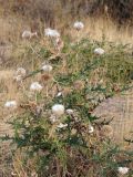 Echinops maracandicus