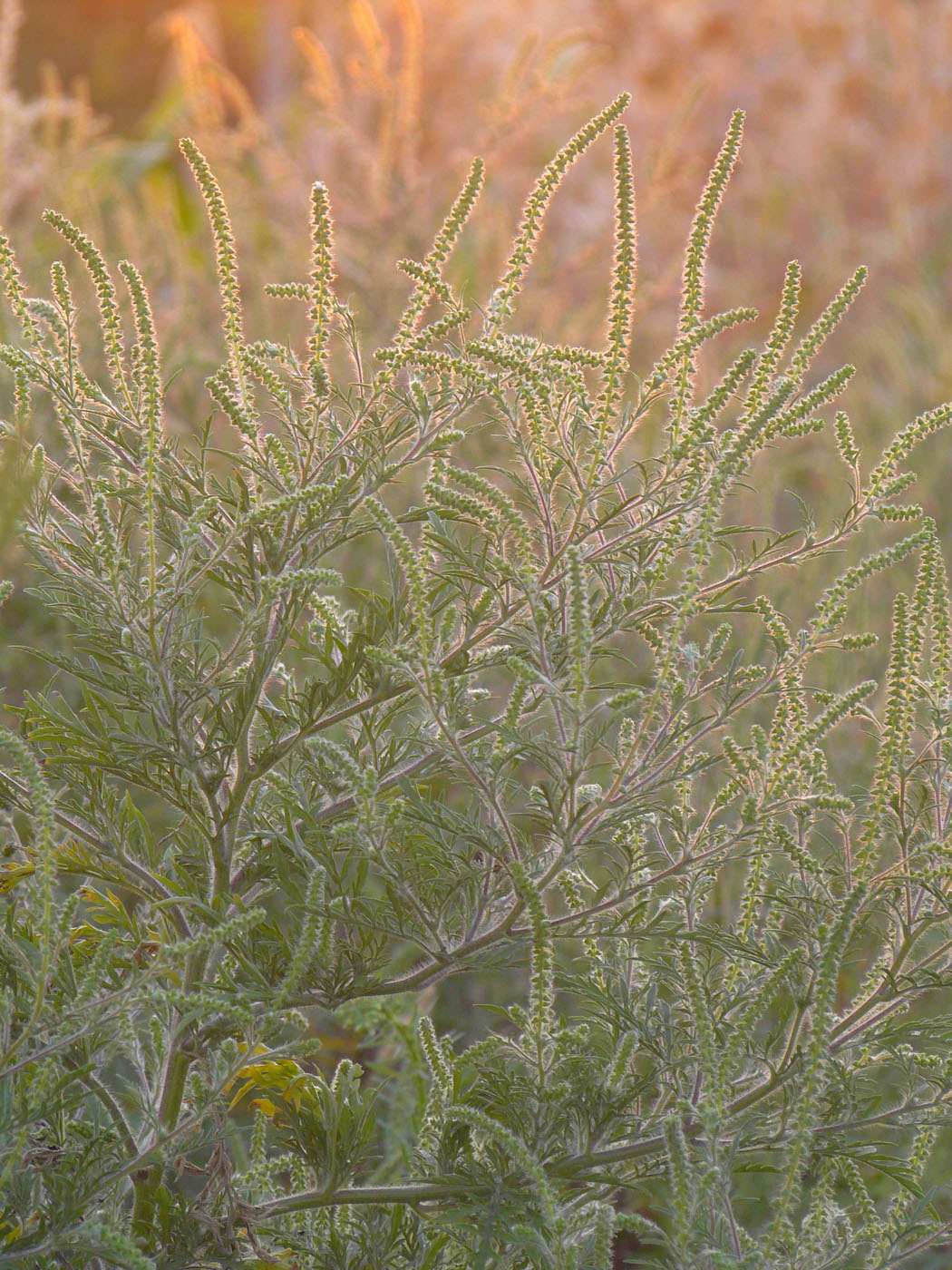 Изображение особи Ambrosia artemisiifolia.