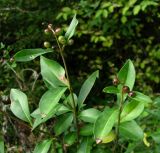 Ligustrum vulgare