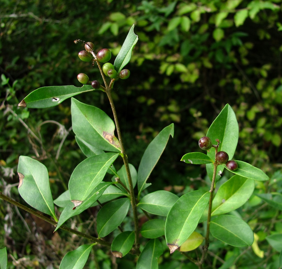 Изображение особи Ligustrum vulgare.