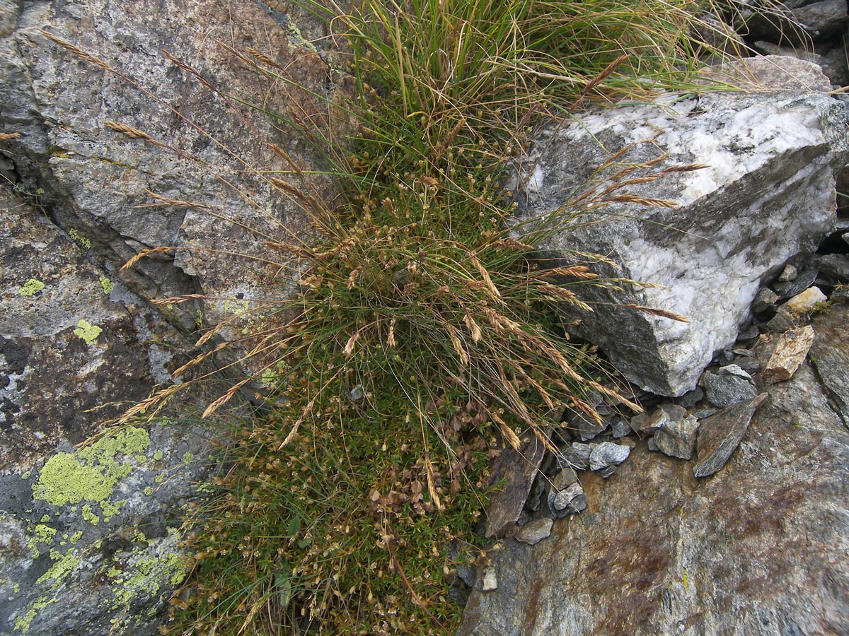 Изображение особи Festuca saxatilis.