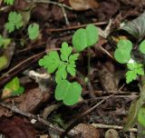 Geranium robertianum. Ювенильное растение. Краснодарский край, Сочи, окр. Хосты, у скал. 01.11.2015.