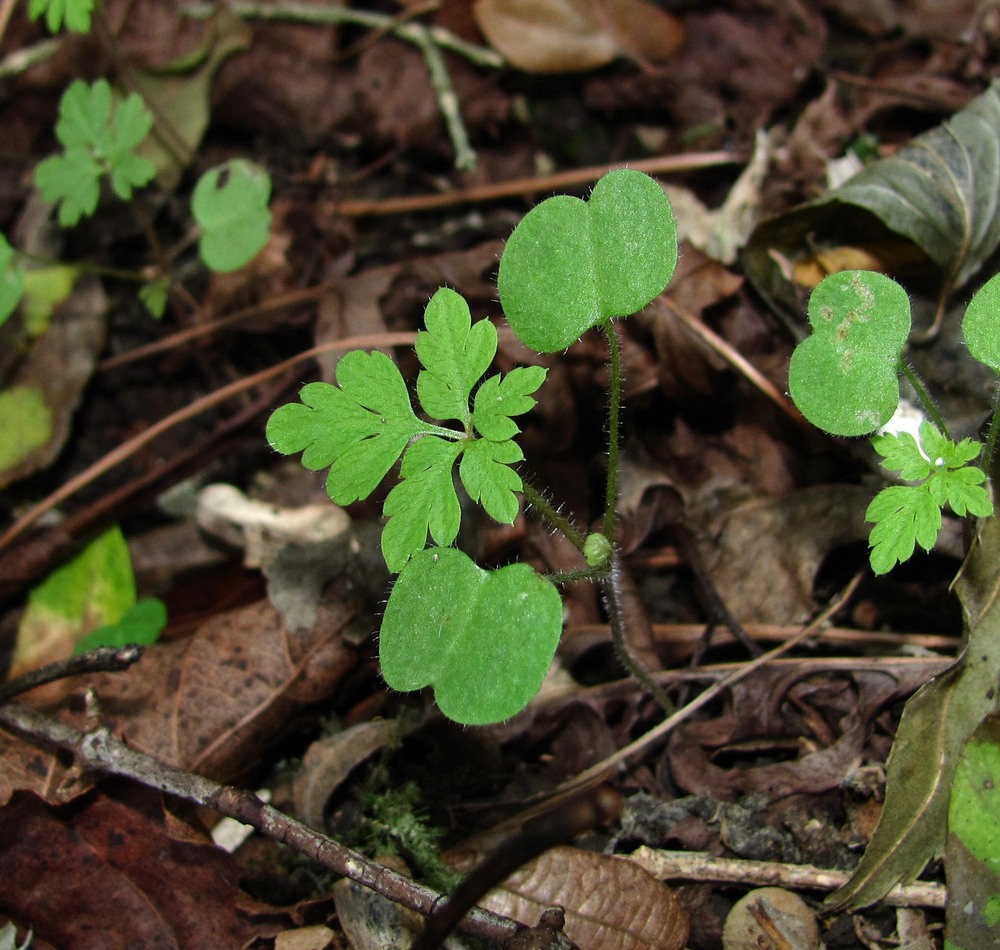 Изображение особи Geranium robertianum.