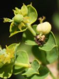 genus Euphorbia. Верхушка ветви соцветия. Белгородская обл., Борисовский р-н, ур. \"Острасьев яр\". 30.06.2009.