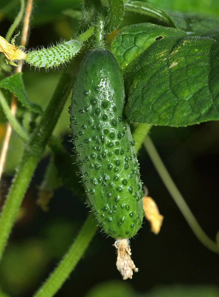 Изображение особи Cucumis sativus.