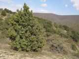 Juniperus deltoides