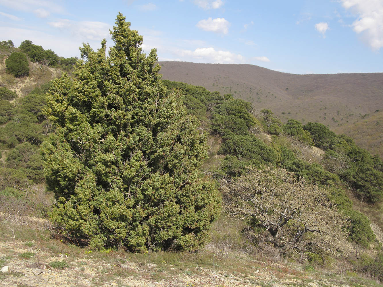 Изображение особи Juniperus deltoides.