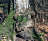 Betula pendula. Нарост в прикорневой части ствола. Московская обл., Раменский р-н, окр. ж.-д. платформы Хрипань, смешанный лес у ЛЭП. 04.10.2015.