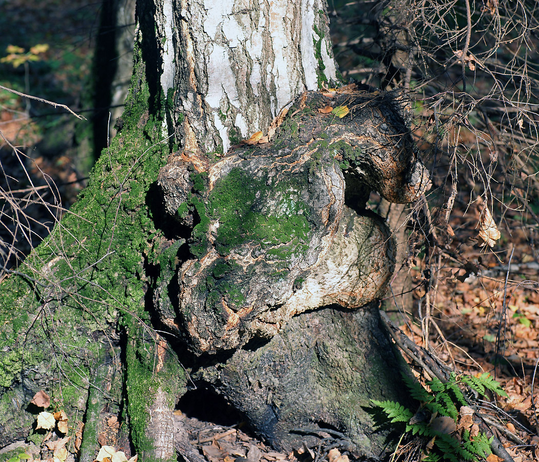 Image of Betula pendula specimen.