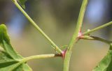 Atriplex micrantha