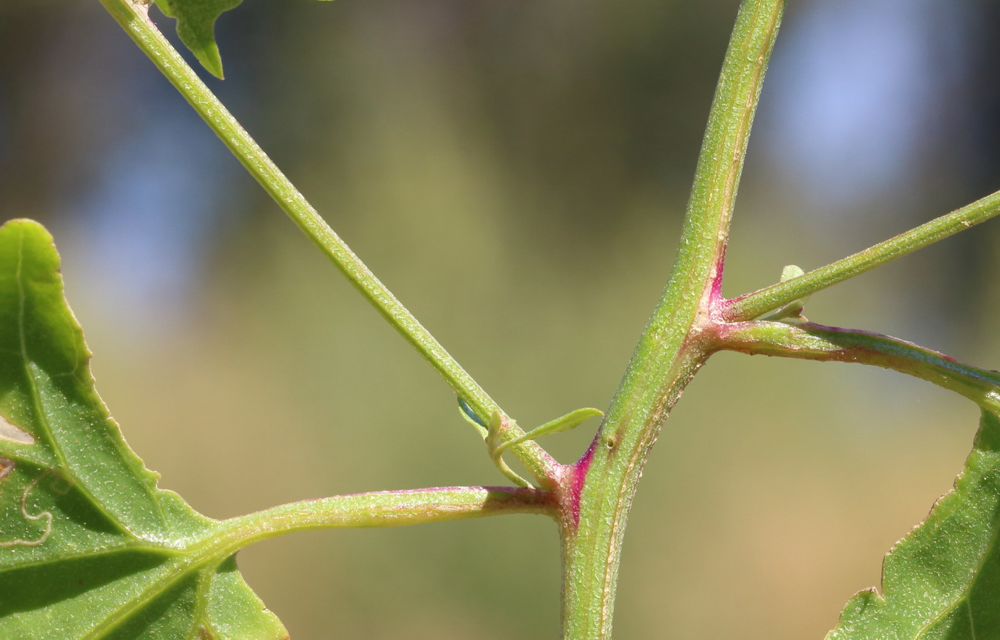 Изображение особи Atriplex micrantha.