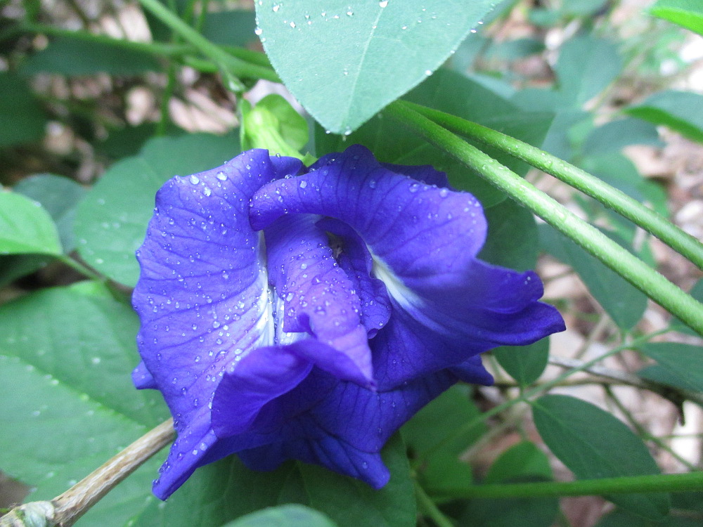 Image of Clitoria ternatea specimen.