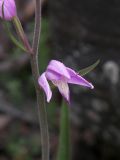 Cephalanthera rubra