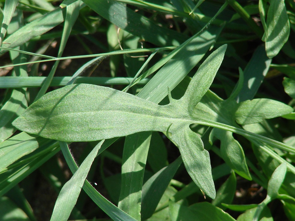 Изображение особи Rumex acetosella.