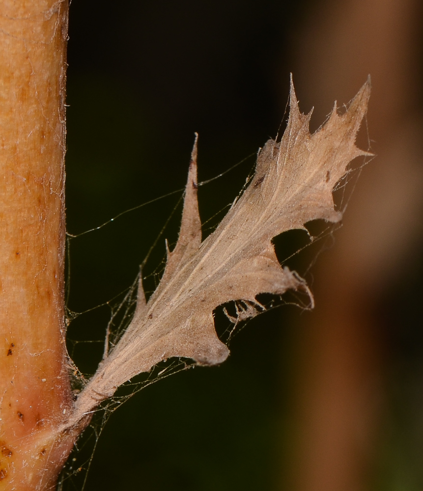 Image of Acanthus mollis specimen.