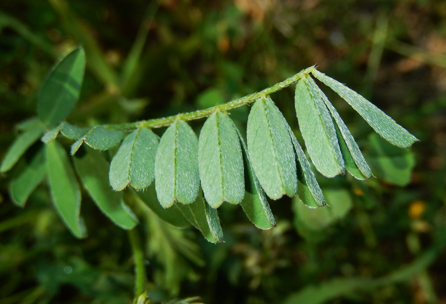 Image of Astragalus hamosus specimen.