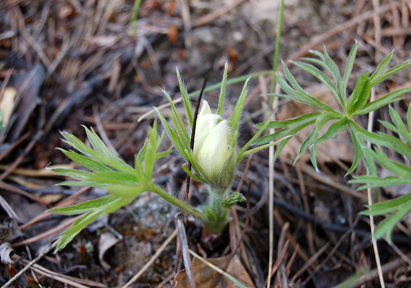 Image of genus Pulsatilla specimen.