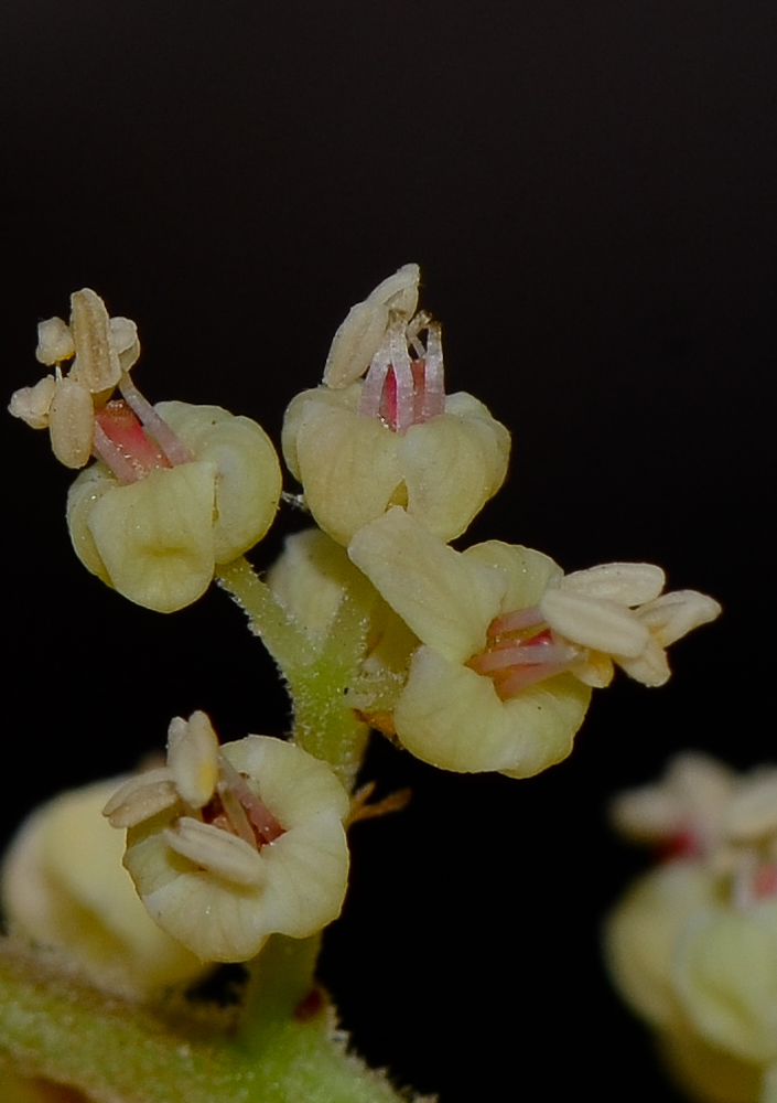 Изображение особи Rhus copallinum.