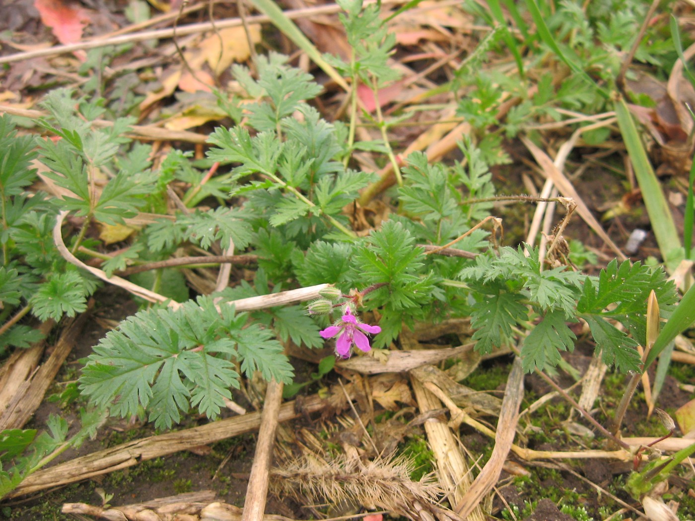 Изображение особи Erodium cicutarium.