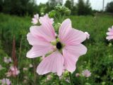 View full-size image Malva thuringiaca