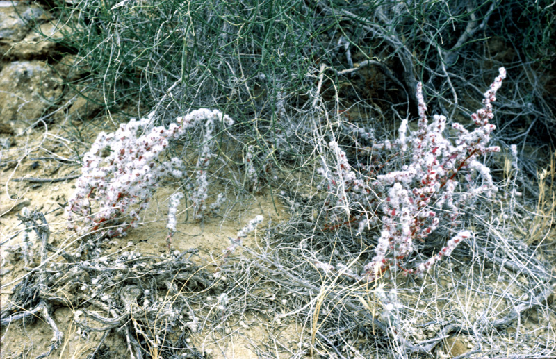 Image of Bassia eriantha specimen.
