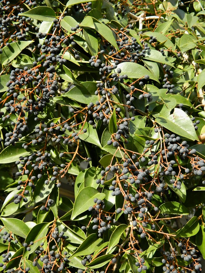 Image of Ligustrum lucidum specimen.