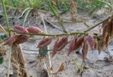 Oxytropis glabra