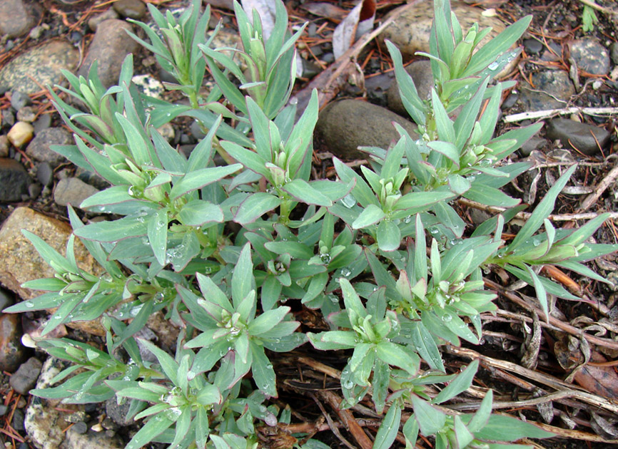 Изображение особи Chamaenerion latifolium.