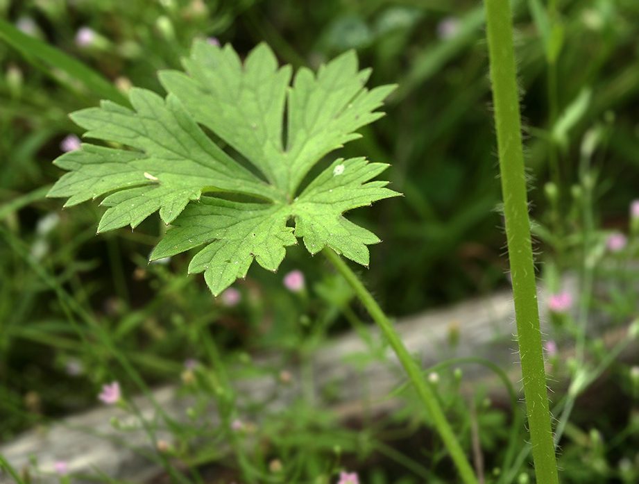 Image of Ranunculus polyanthemos specimen.