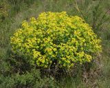 Euphorbia macrorhiza