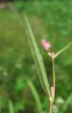 Persicaria minor