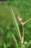 Persicaria minor