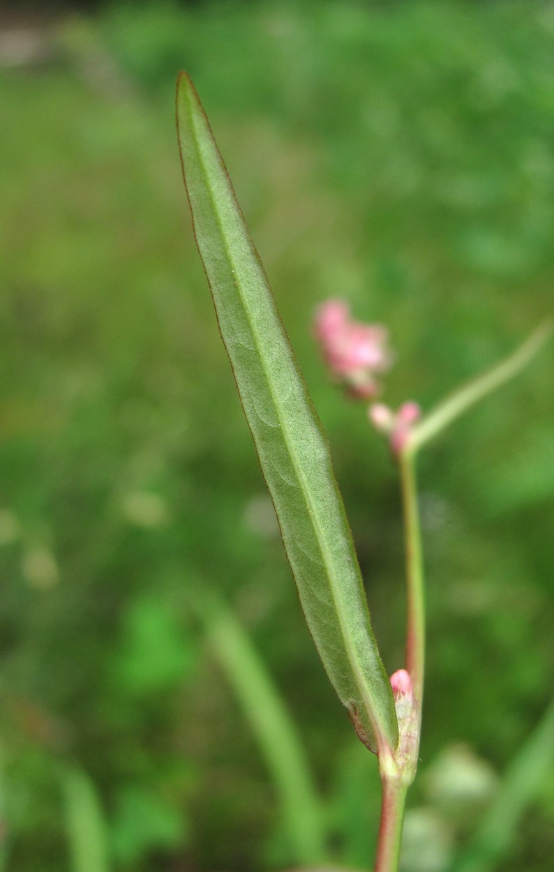 Image of Persicaria minor specimen.