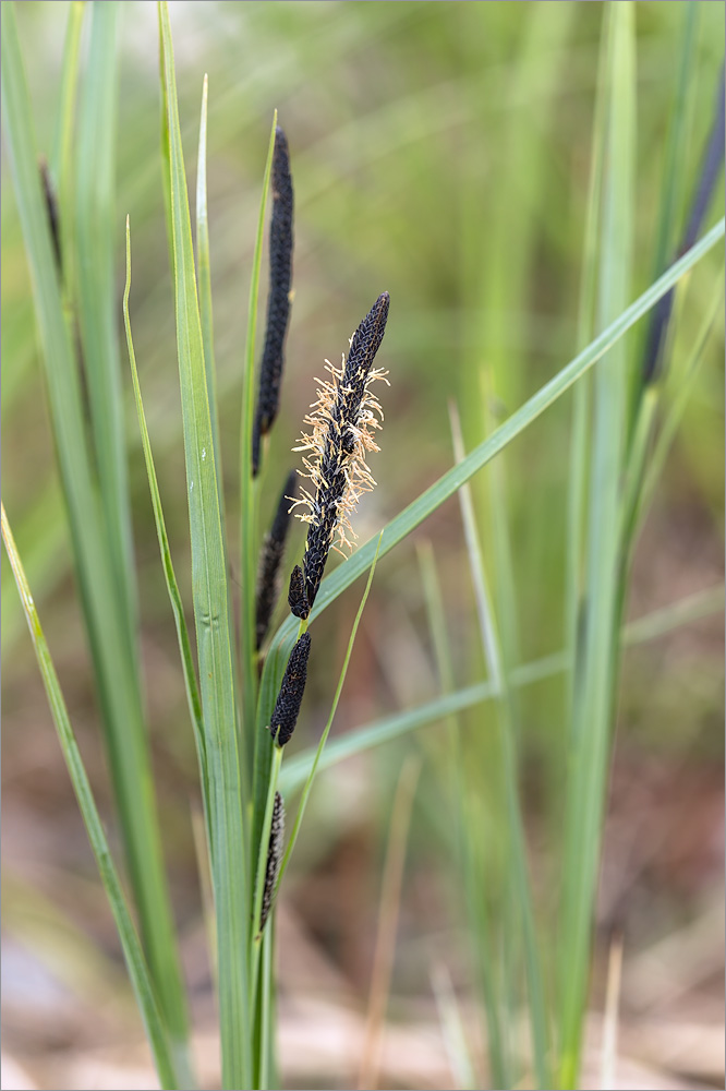 Изображение особи Carex acuta.