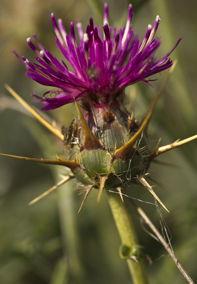 Изображение особи Centaurea laconica.