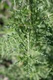 Sisymbrium altissimum