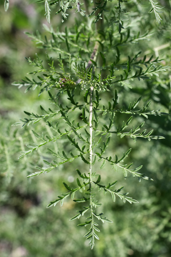 Изображение особи Sisymbrium altissimum.