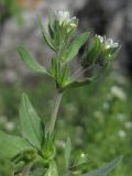 Buglossoides rochelii. Верхушка побега с соцветиями. Крым, Бахчисарайский р-н, гора Тепе-Кермен. 18.04.2016.