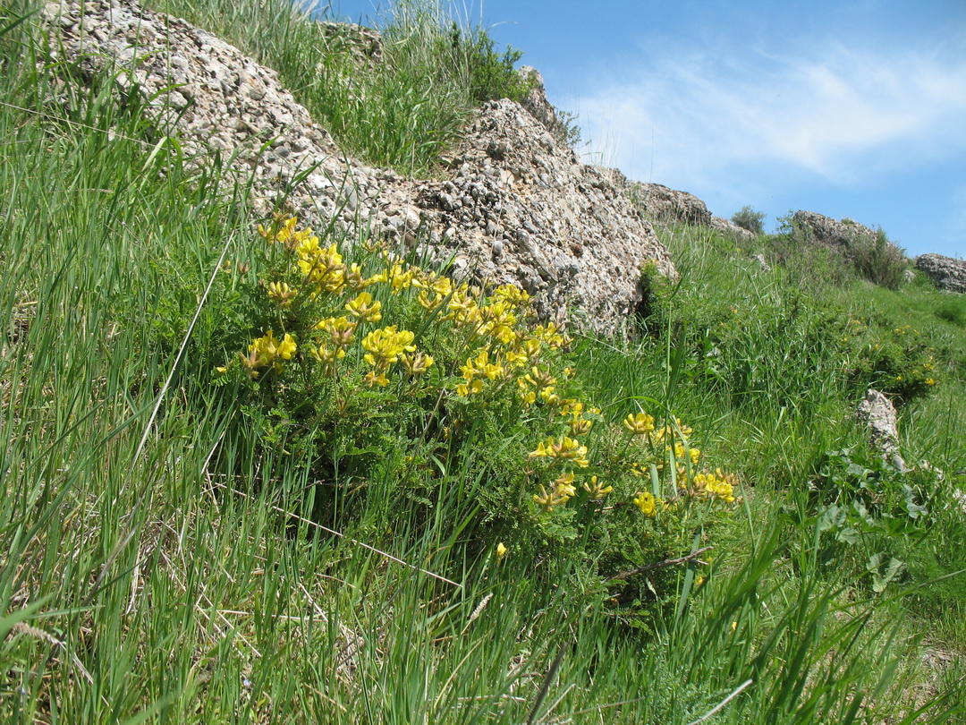 Изображение особи Calophaca tianschanica.