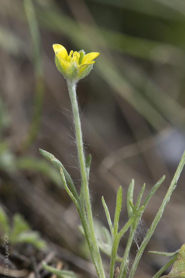 Изображение особи Ceratocephala orthoceras.