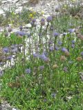 Globularia trichosantha. Цветущие и плодоносящие растения. Крым, Бахчисарайский р-н, Адым-Чокракская долина, южный склон г. Мангуп-Кале. 12.05.2016.