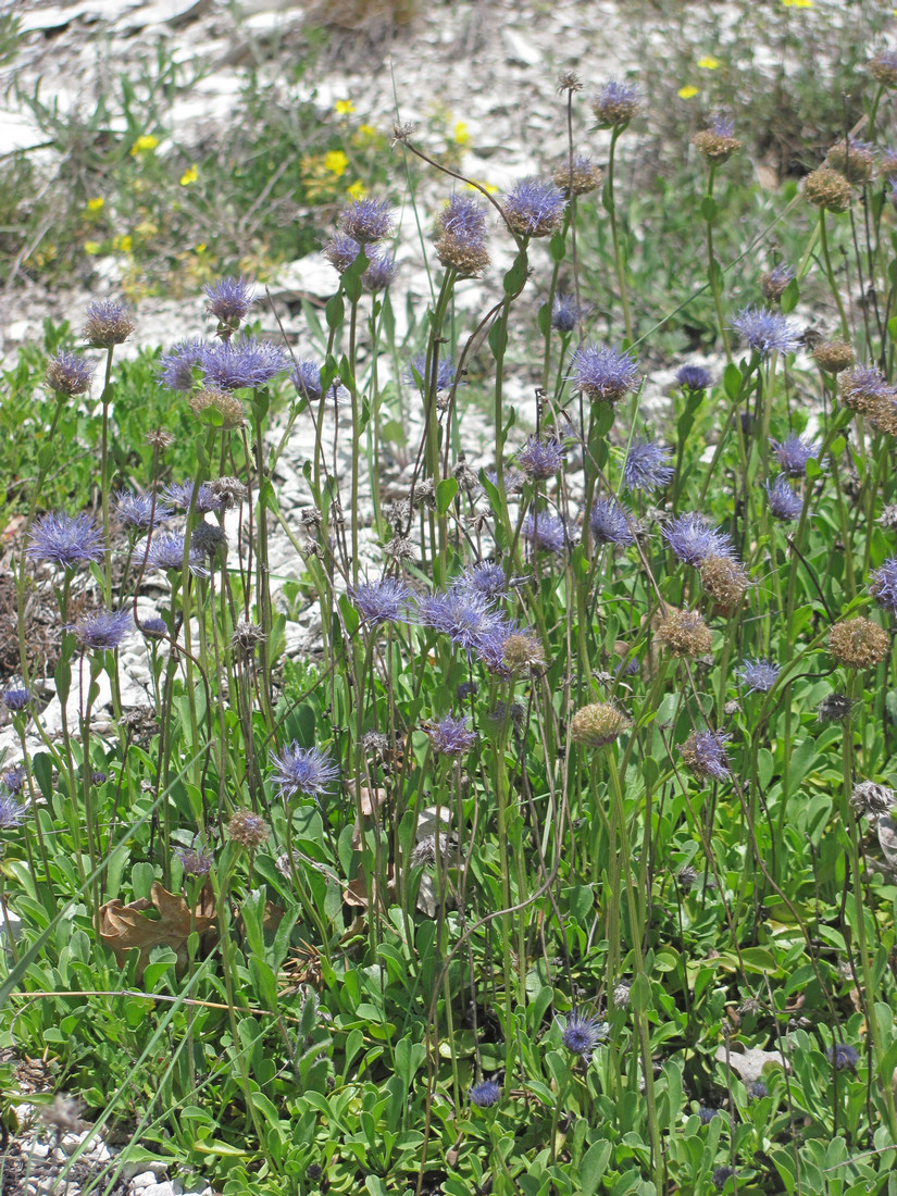 Изображение особи Globularia trichosantha.