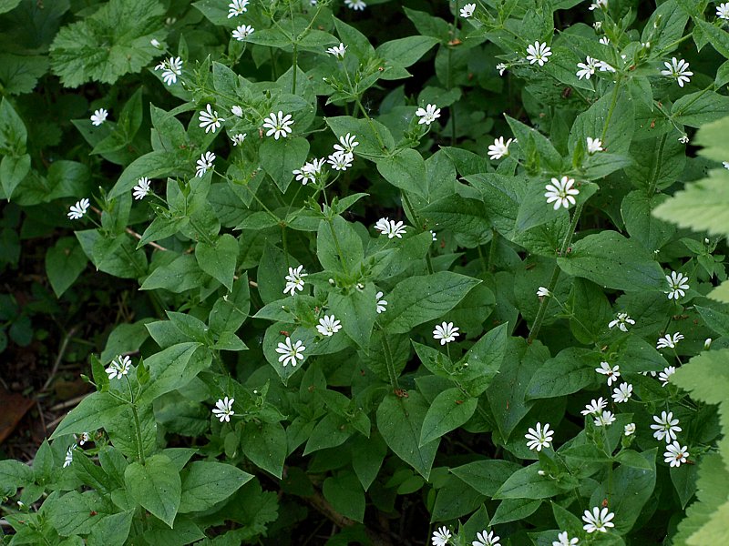 Изображение особи Stellaria nemorum.