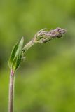 Silene nutans. Верхушка расцветающего растения. Татарстан, Нижнекамский р-н, окр. дер. Благодатная, лесостепной участок с чередованием степи и перелесков с преобладанием дуба. Открытый участок. 14 мая 2016 г.