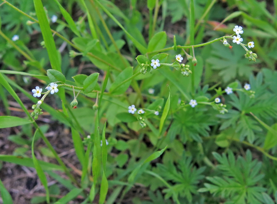 Изображение особи Trigonotis radicans.