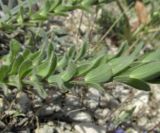 Linum lanuginosum