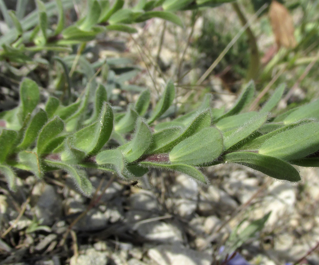 Image of Linum lanuginosum specimen.